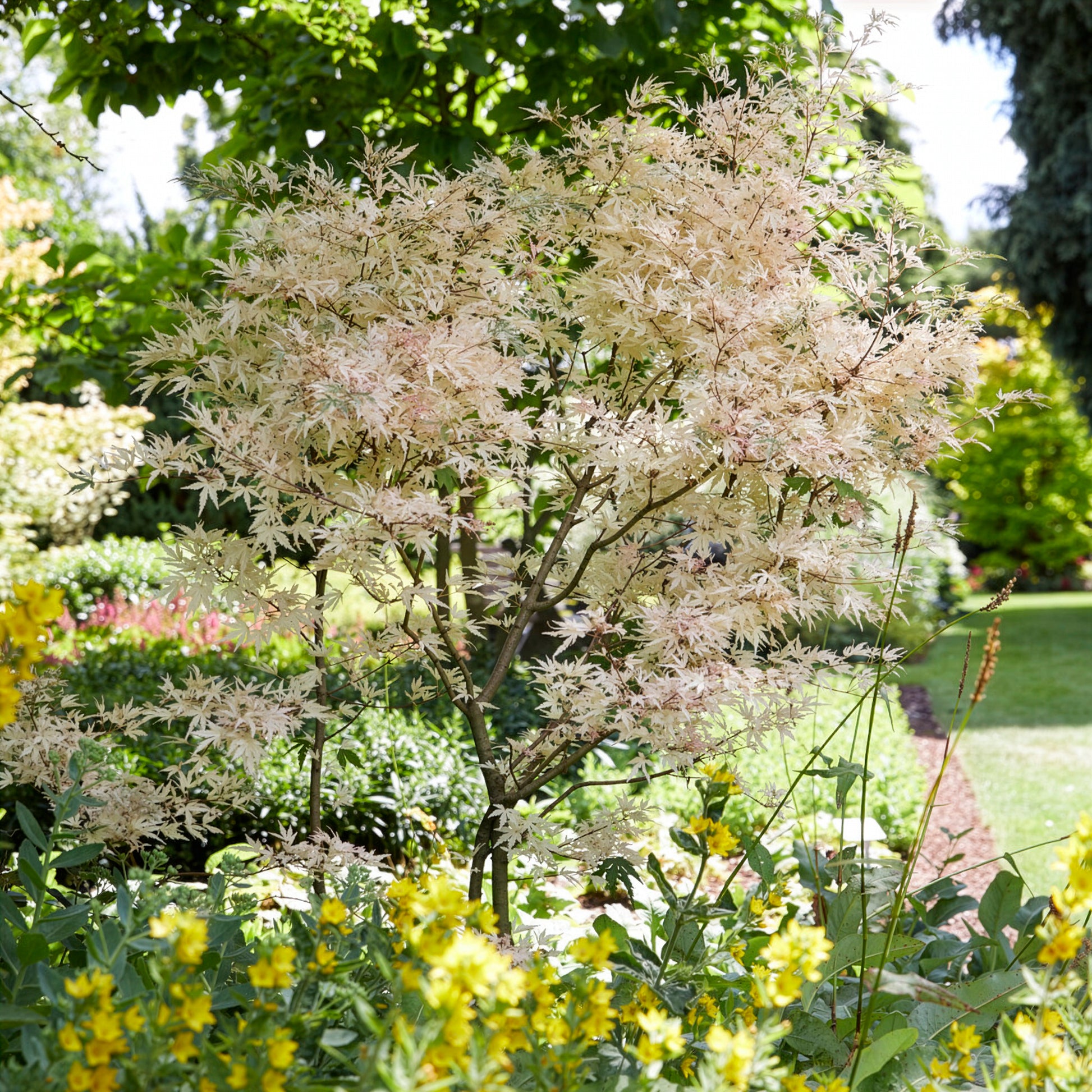 Acer palmatum Taylor - Ahorn Taylor - Japanischer Ahorn
