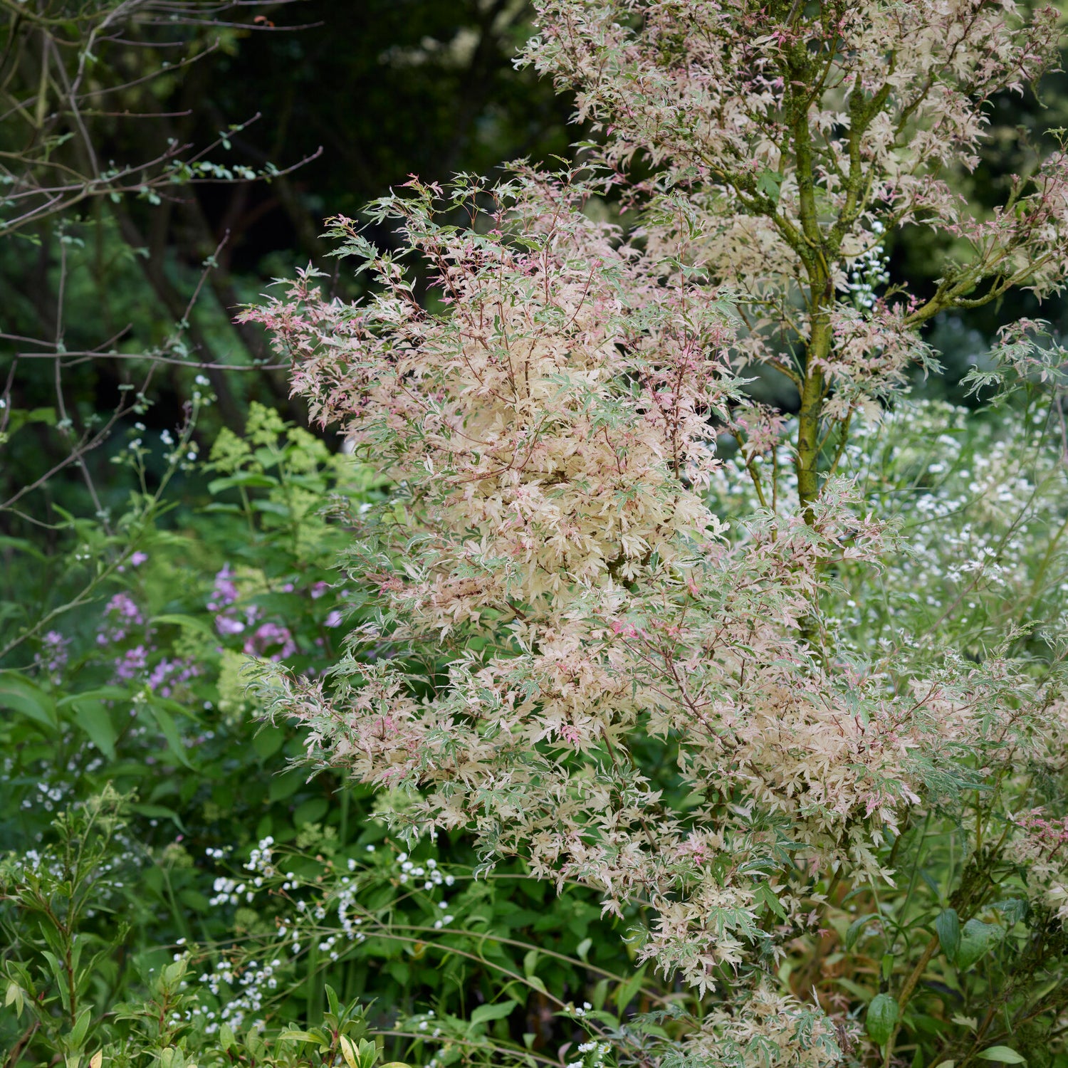 Ahorn Taylor - Acer palmatum Taylor - Bakker