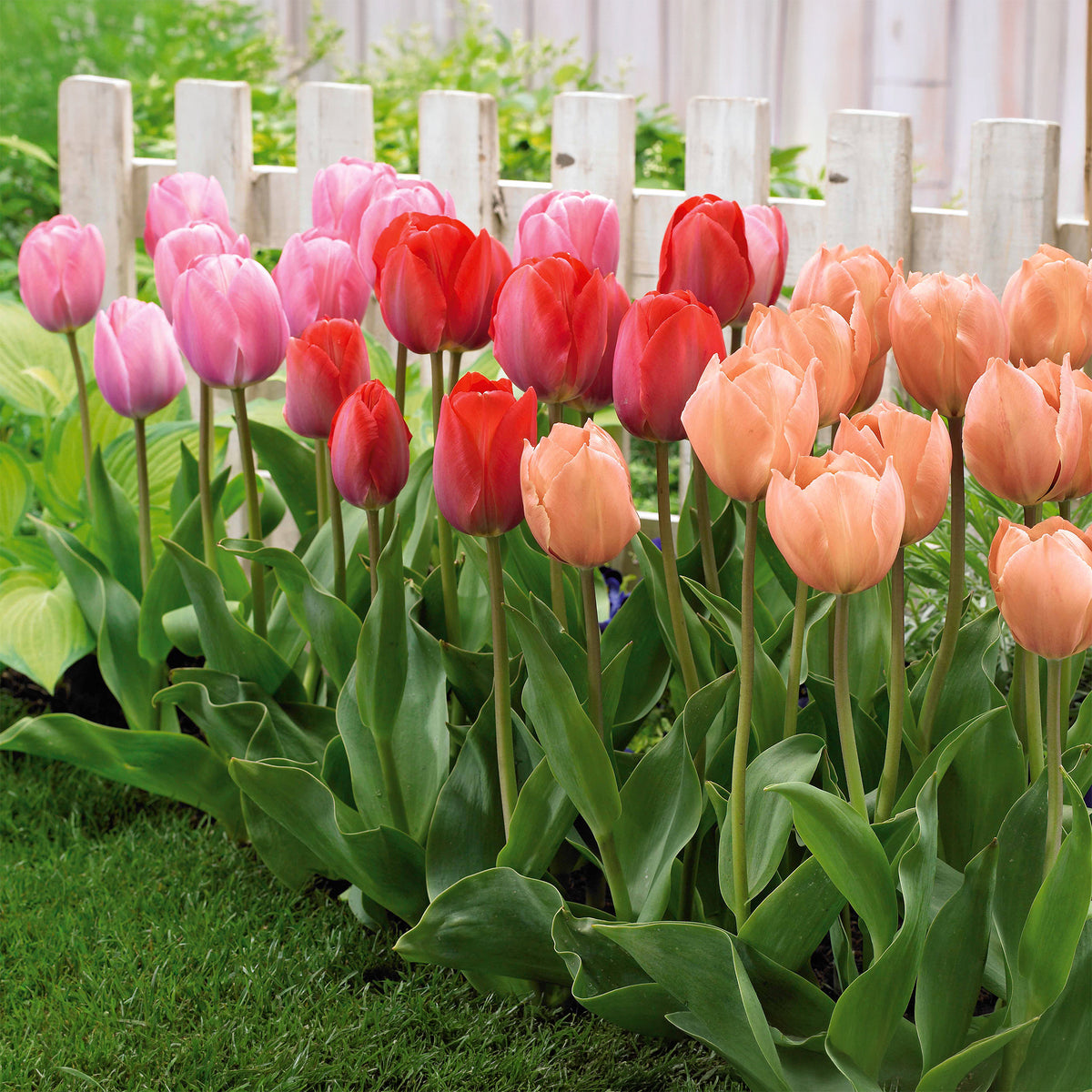 Triumph-Tulpen ‘Van Eijk’ Mix (x25)