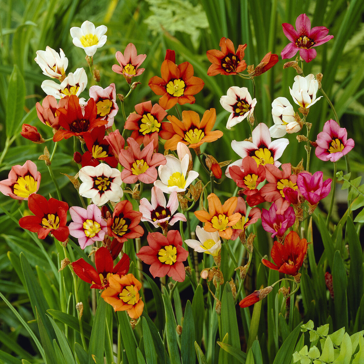 Sparaxis tricolor (x25) - Sparaxis tricolor - Bakker