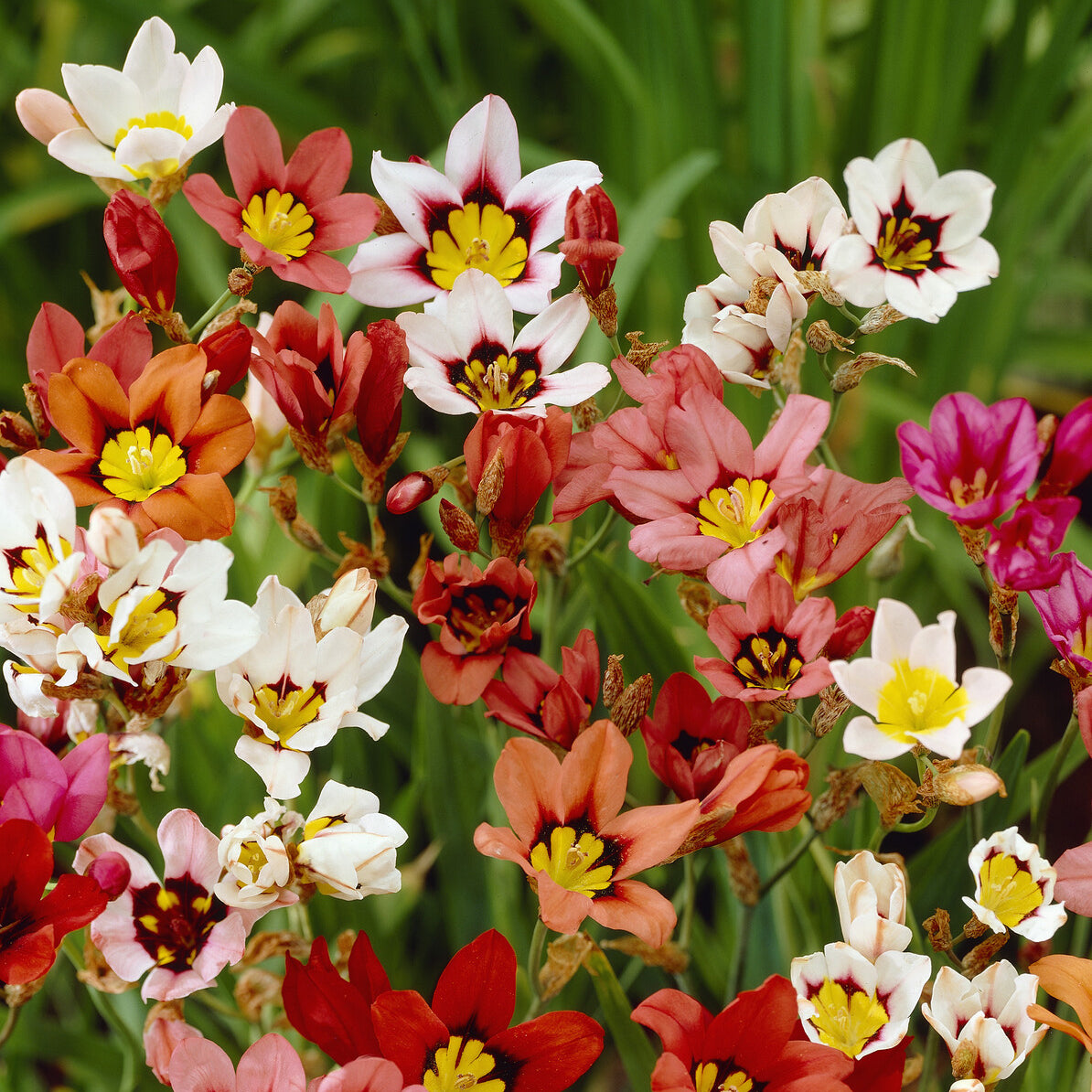 Sparaxis tricolor (x25) - Bakker