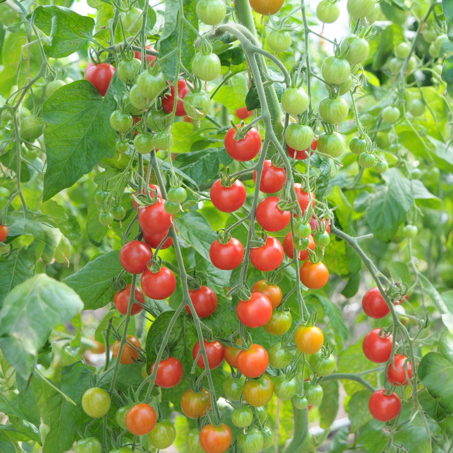 Rote Kirschtomate Supersweet 100 - Solanum lycopersicum supersweet 100 - Bakker