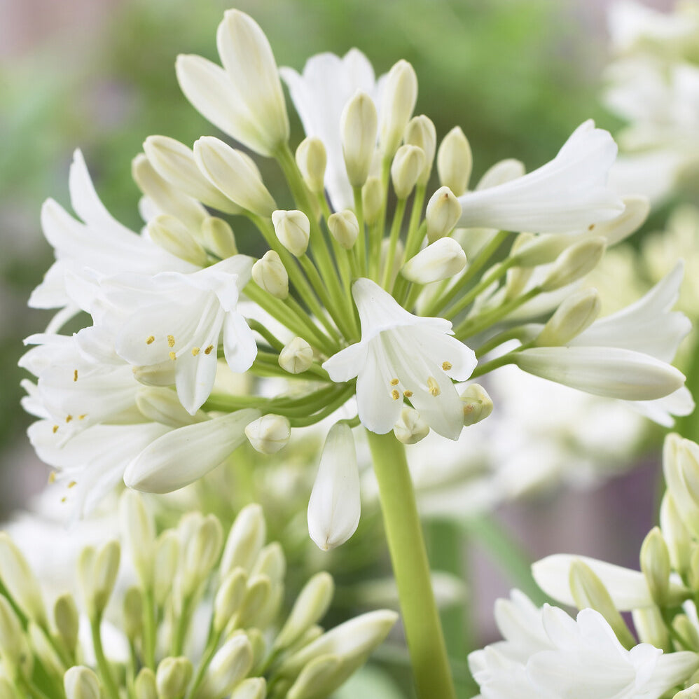 Weiße Schmucklilie - Agapanthus Polar Ice - Bakker