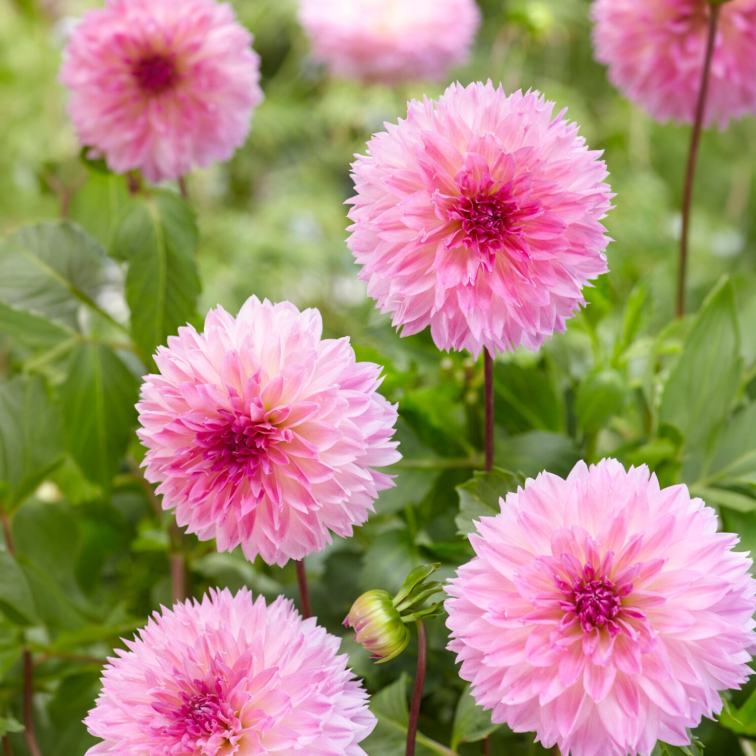 Dahlien Sakura Fubuki rosa (x3) - Bakker