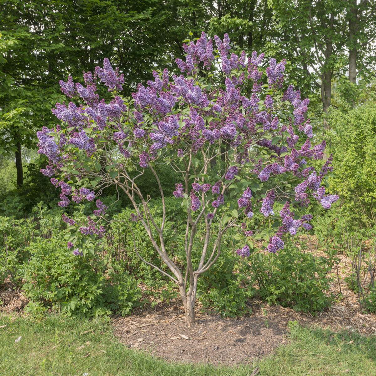 Flieder Sensation - Syringa vulgaris sensation - Bakker