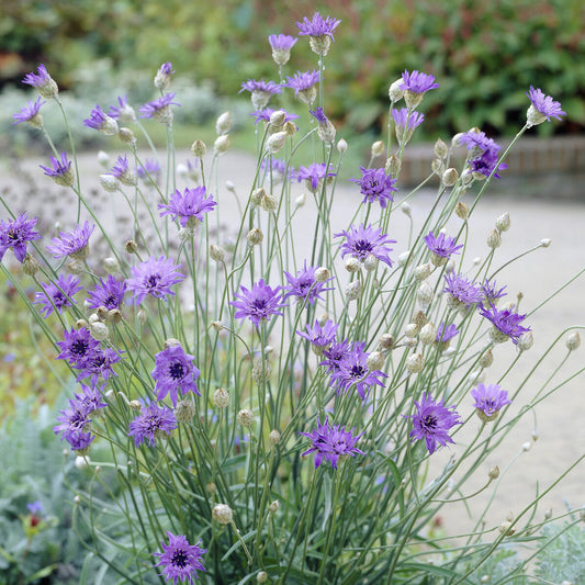 Blaue Rasselblume - Bakker