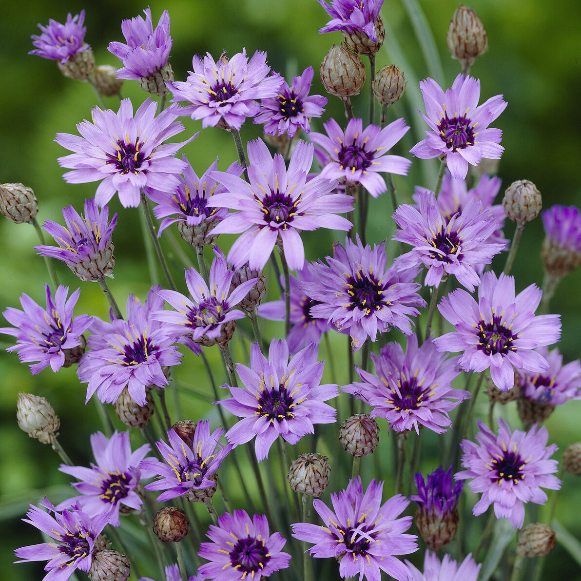 Blaue Rasselblume - Catananche caerulea - Bakker