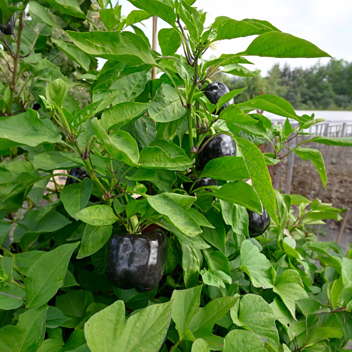 Paprika ‘Bellania’ Pflanzen (x3) - Capsicum anuum bellania - Bakker