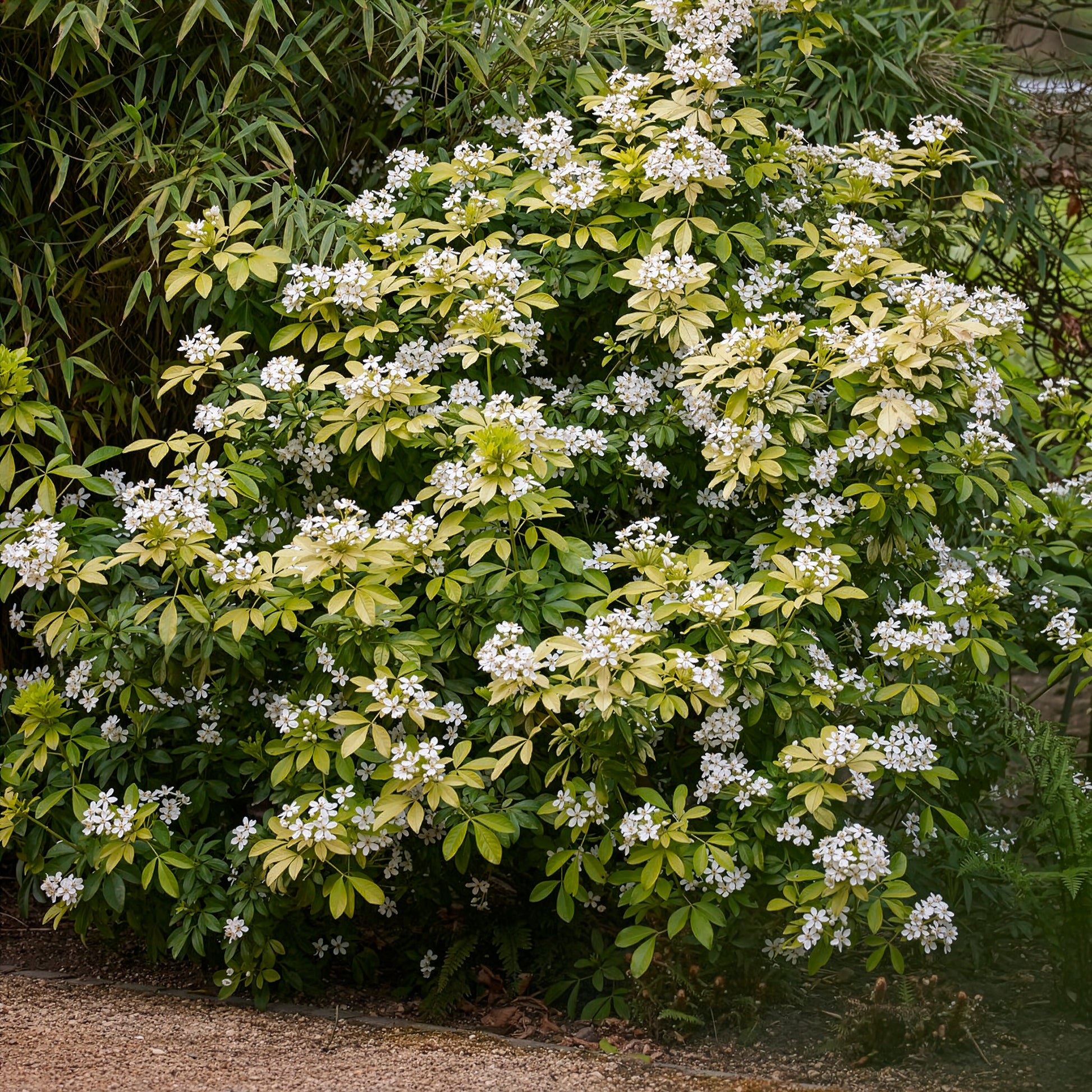 Choisya ternata Sundance Lich - Orangenblume ‘Sundance’ - Mexikanischer Orangenbaum
