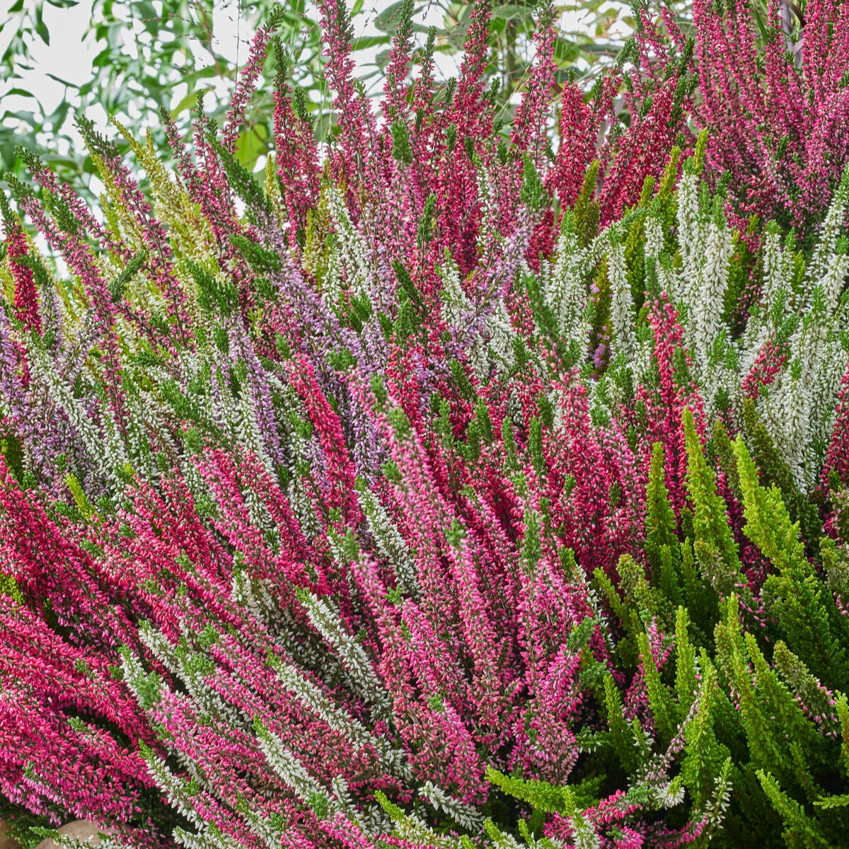 Heidekraut-Trio (weiß, rot, rosa) (x3) - Calluna vulgaris - Bakker