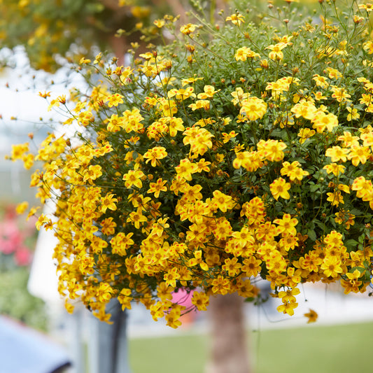 Bidens ‘Beedance Painted Yellow’ (x3) - Bakker