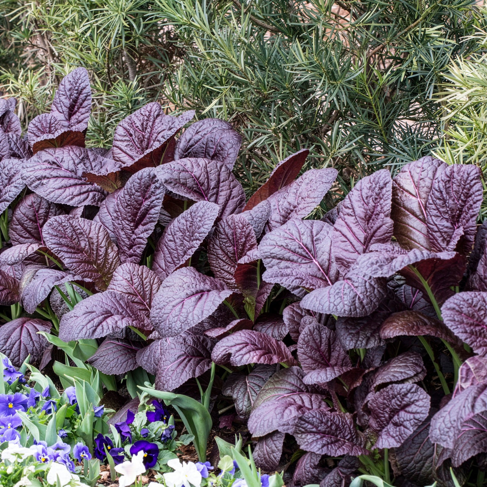Roter Blattsenf Red Giant Bio - Brassica juncea integrifolia red giant - Bakker