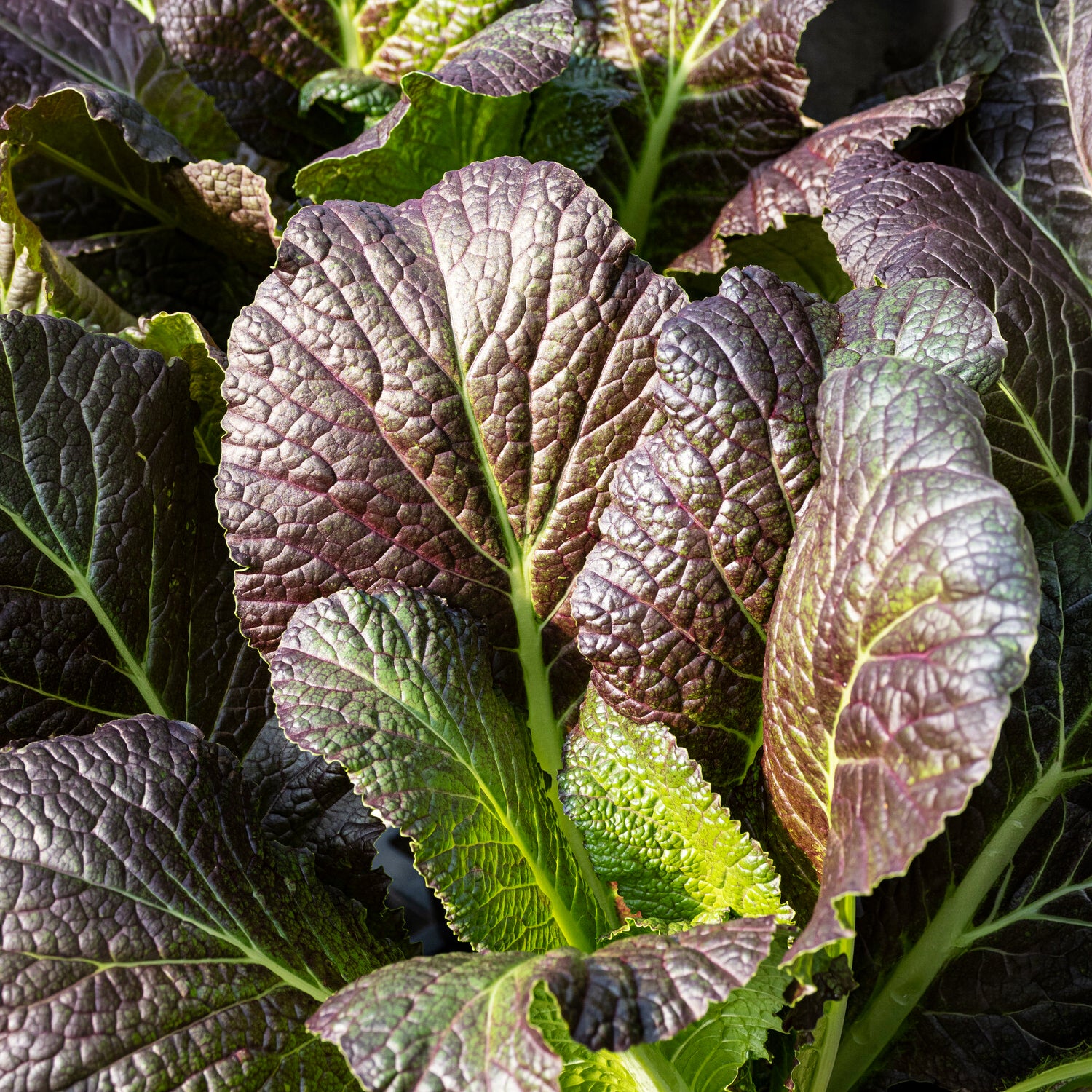 Brassica juncea integrifolia red giant - Roter Blattsenf Red Giant Bio - Bio-Kräuter