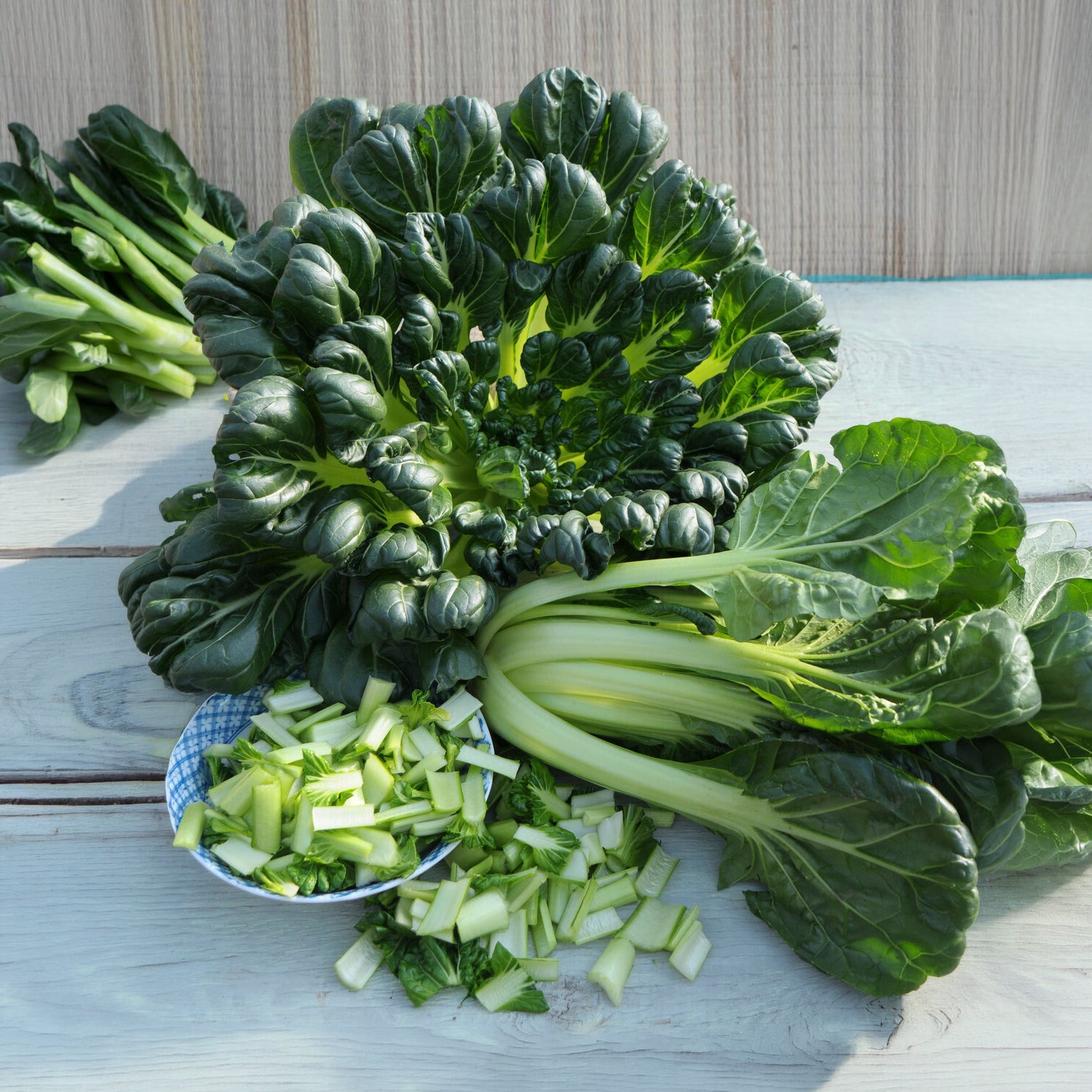 Verkauf Chinakohl ‘Tatsoi’ Bio - Brassica rapa rosularis