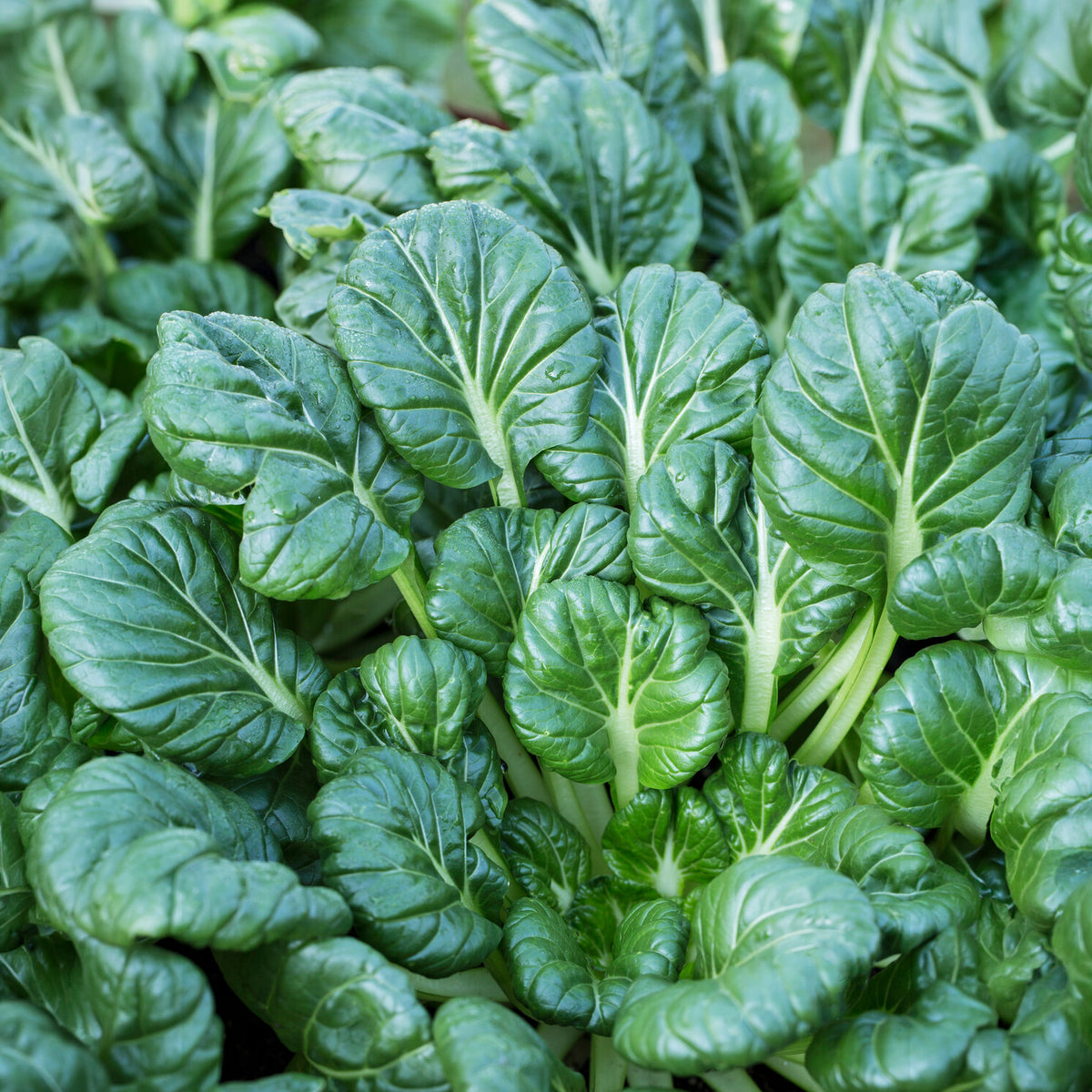 Samen für Kohl - Chinakohl ‘Tatsoi’ Bio - Brassica rapa rosularis