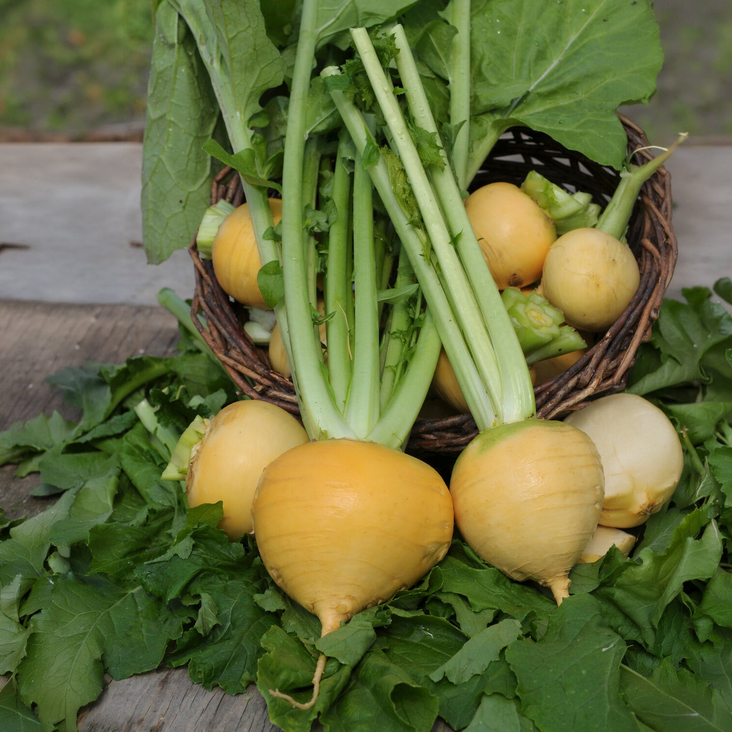 Herbstrübe ‘Goldana’ Bio - Brassica rapa goldana - Bakker