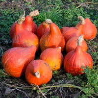 Kürbis Uchiki Kuri Bio - Cucurbita maxima uchiki kuri - Bakker
