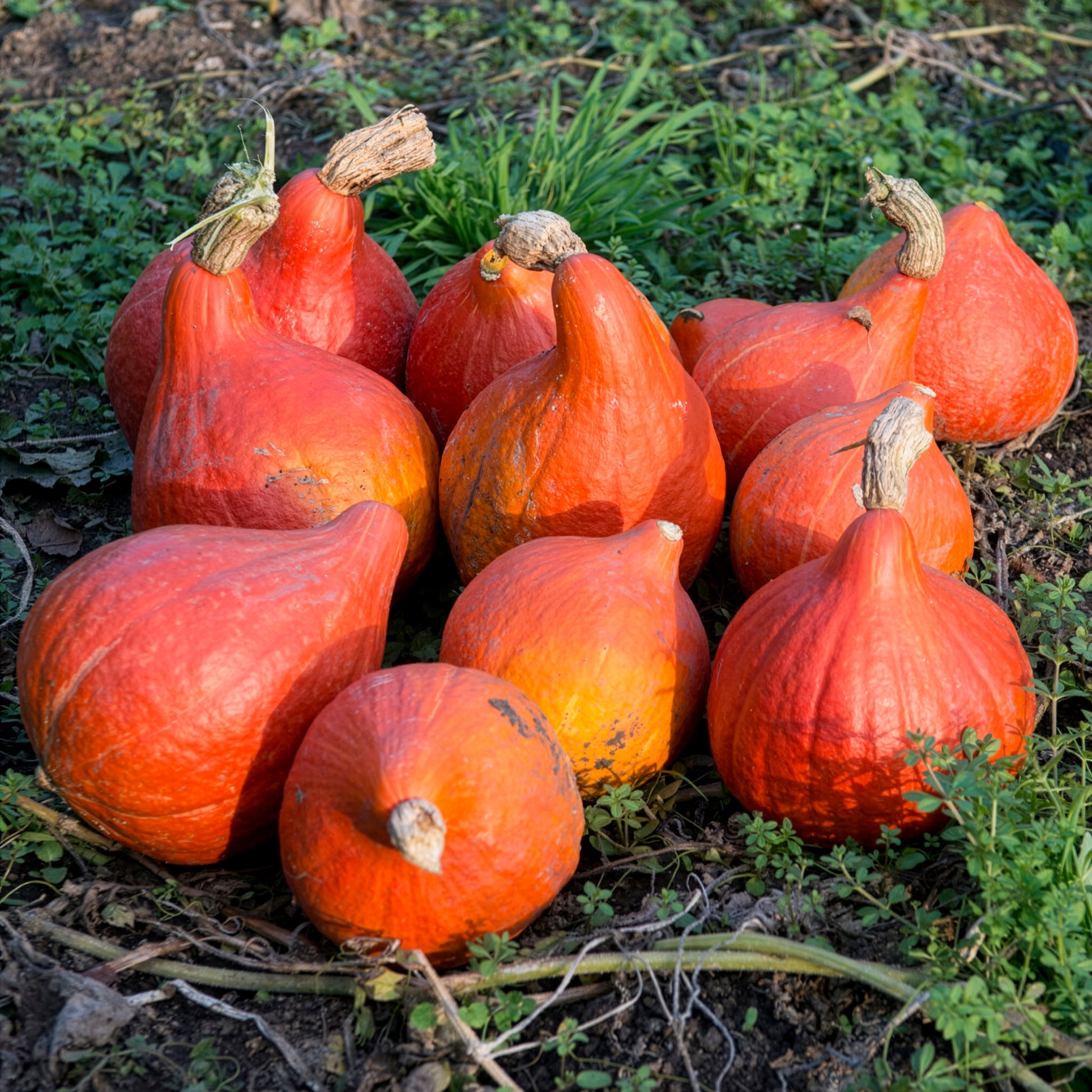 Kürbis Uchiki Kuri Bio - Cucurbita maxima uchiki kuri - Bakker