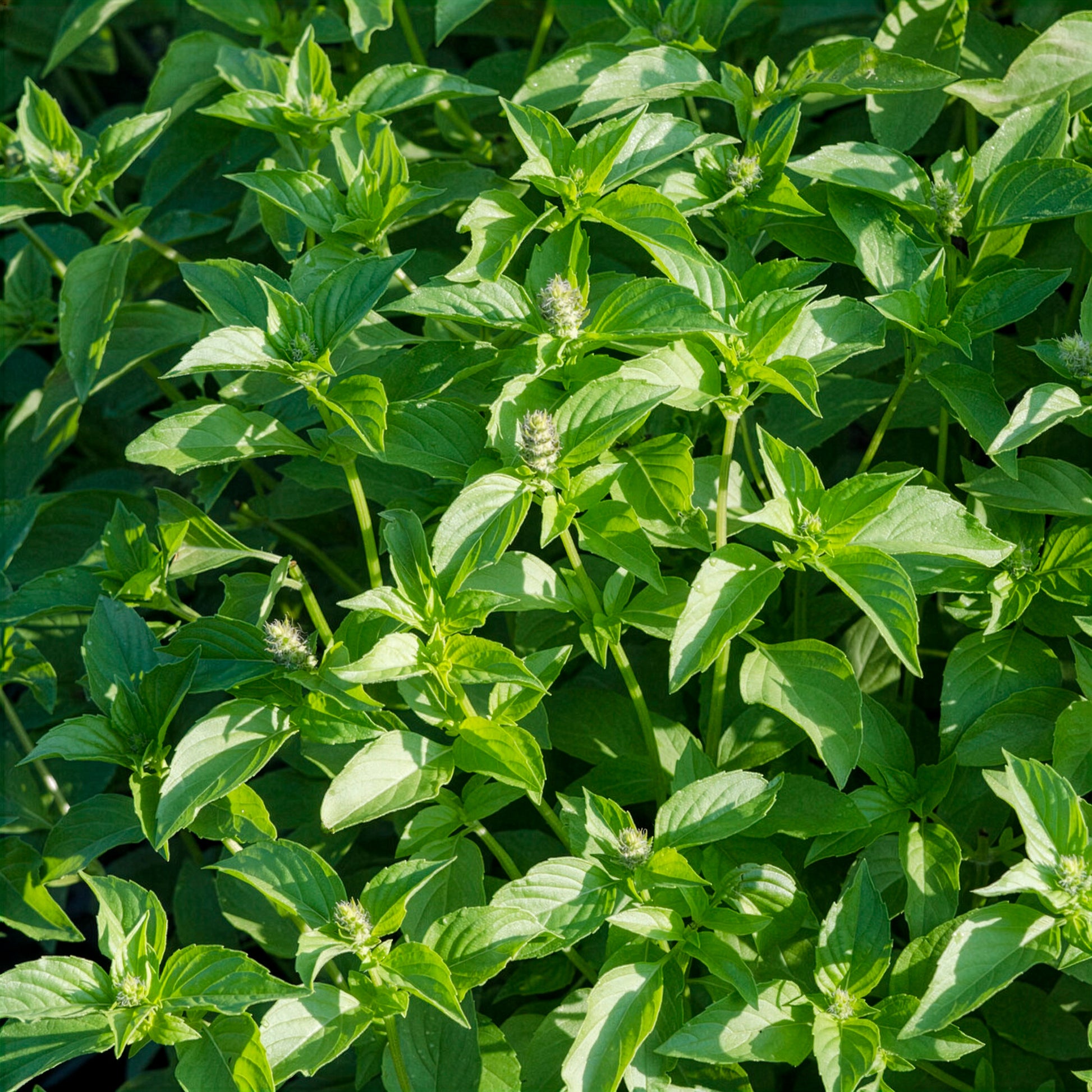 Ocimum citridorum - Zitronenbasilikum Mrs. Burns - Basilikum