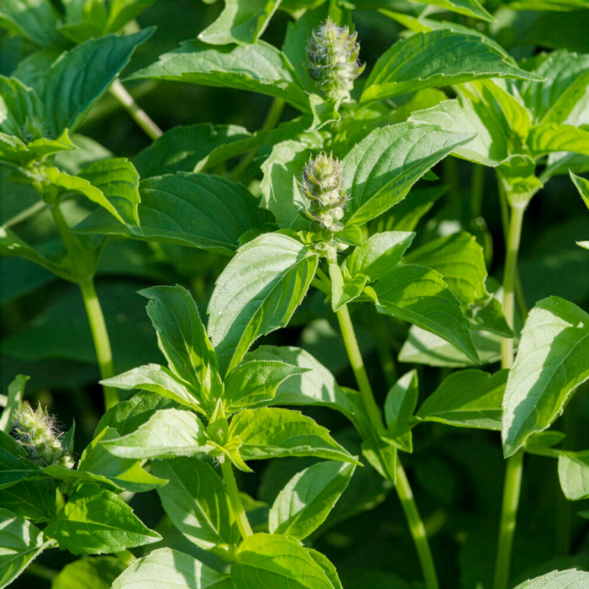 Zitronenbasilikum Mrs. Burns - Ocimum citridorum - Bakker