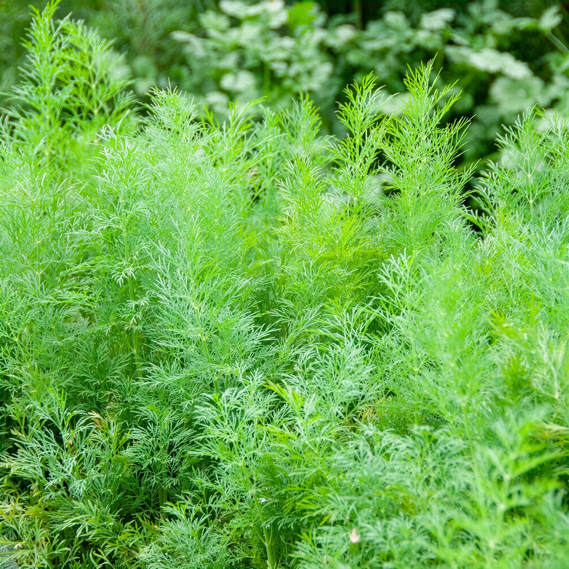 Anethum graveolens compatto - Dill Bouquet Compatto - Kräutersamen
