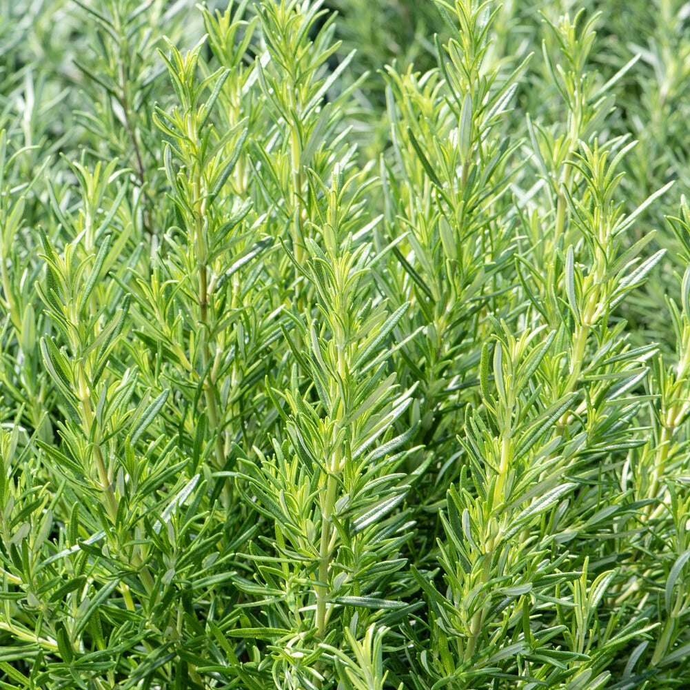 Rosmarin - Salvia rosmarinus - Bakker