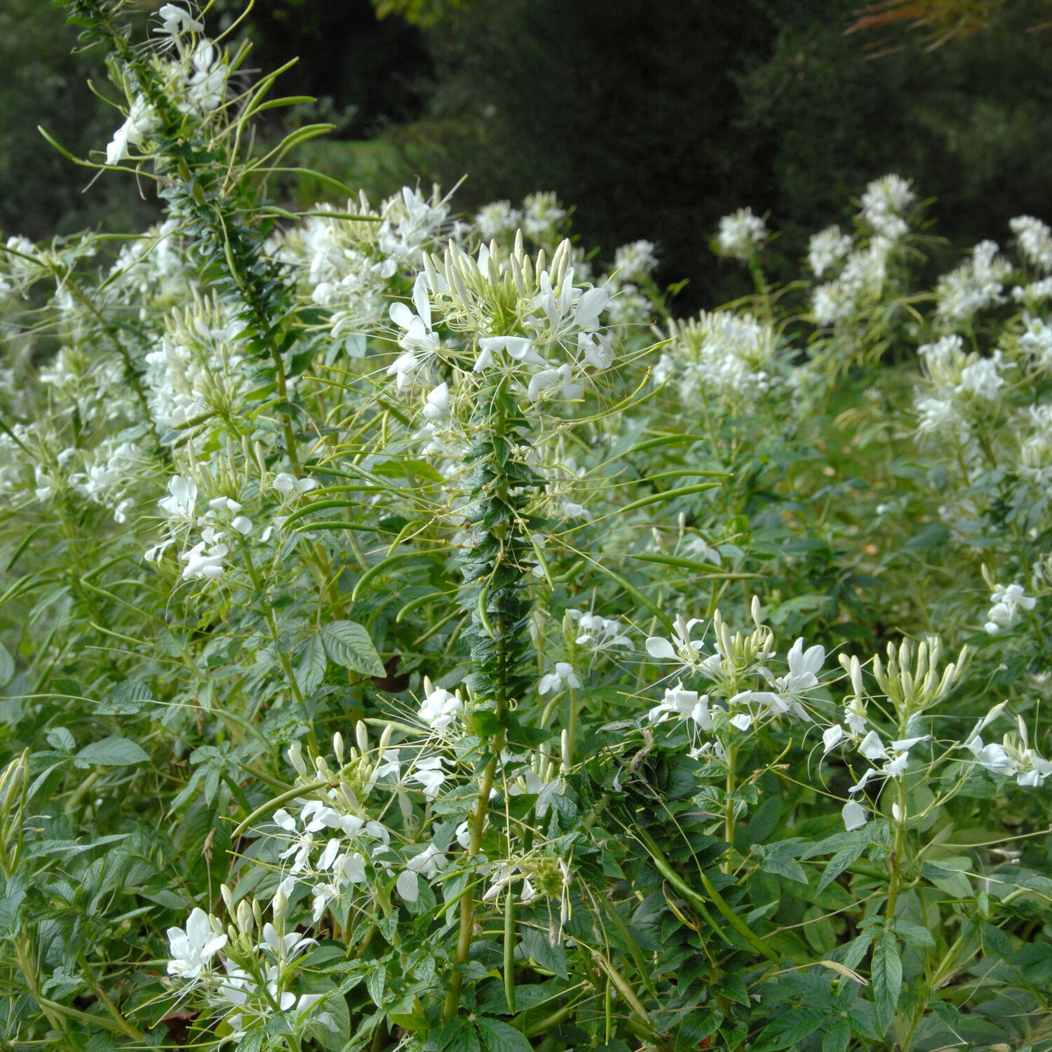 Cleome spinosa white queen - Dornige Cleome White Queen - Cleome - Spinnenblume