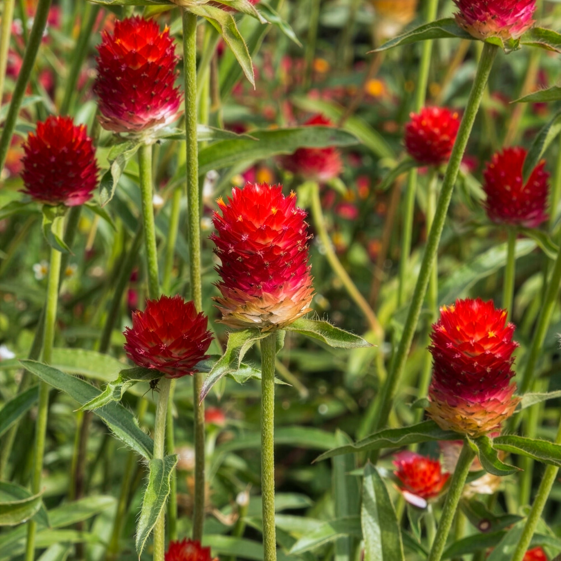 Kugelamarant Strawberry Fields - Gomphrena haageana Strawberry Fields - Bakker