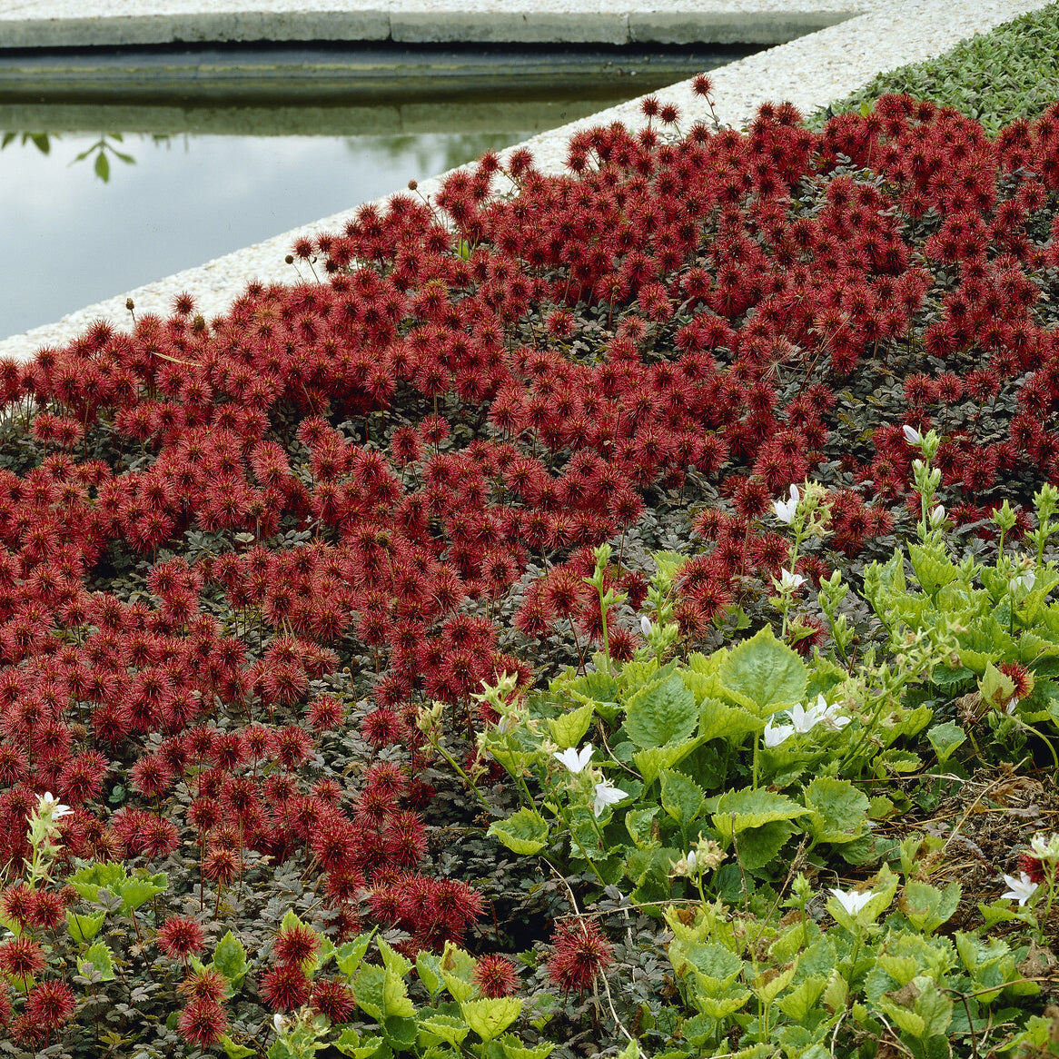 Verkauf Blaugrünes Stachelnüsschen - Acaena buchananii