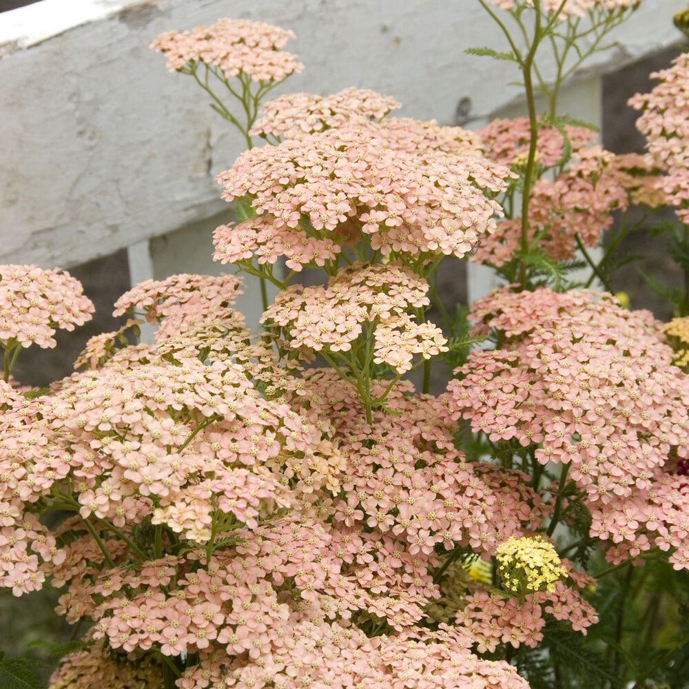Achillea millefolium Lachsschönheit - Schafgarbe Lachsschönheit - Blühende Stauden