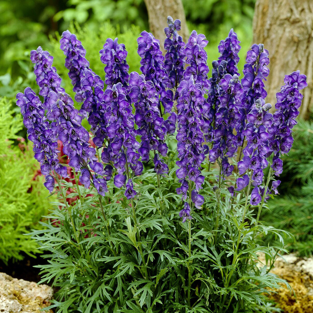 Aconitum napellus - Eisenhut - Eisenhut  