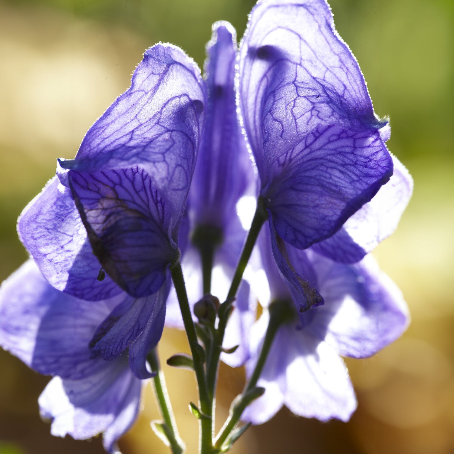 Eisenhut   - Eisenhut - Aconitum napellus