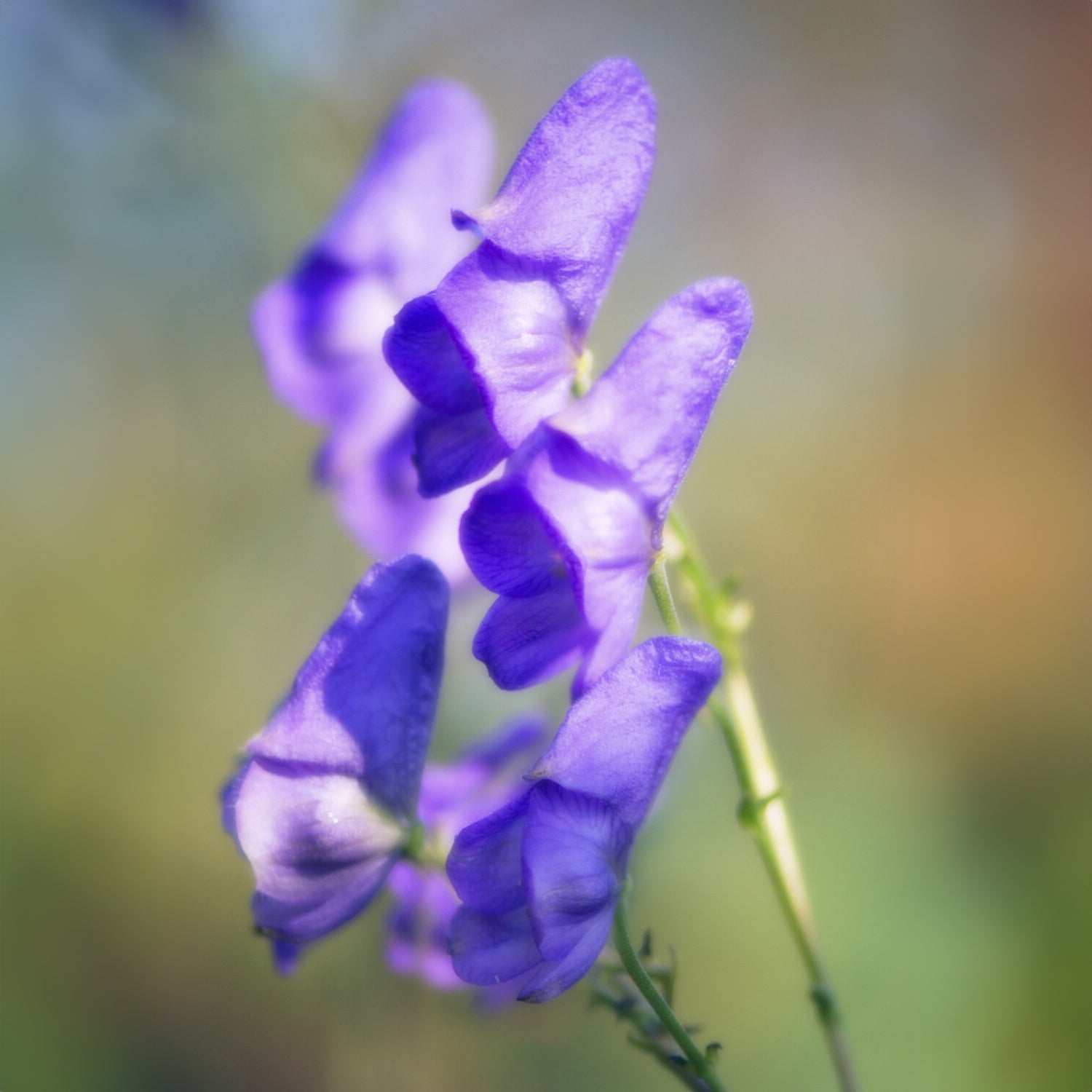 Eisenhut - Aconitum napellus - Bakker