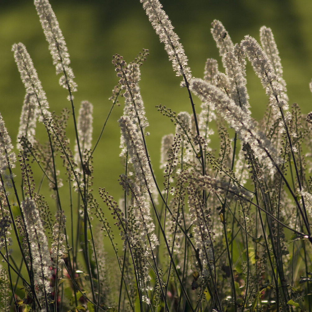 Silberkerze - Silberkerze - Actaea racemosa