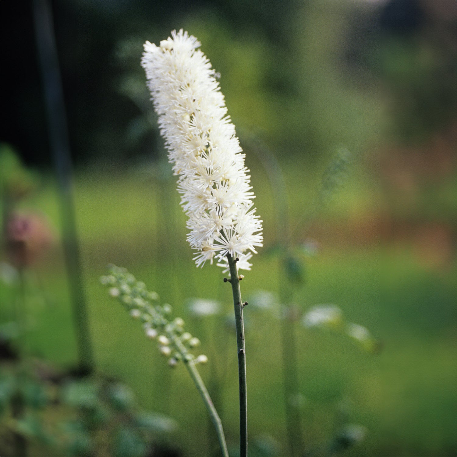 Silberkerze - Actaea racemosa - Bakker