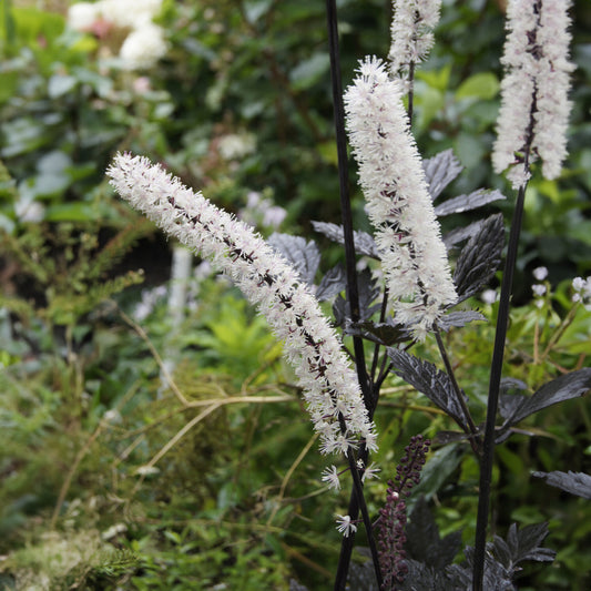 Purpur-Silberkerze ‘Atropurpurea’ - Bakker