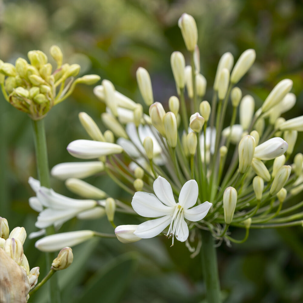 Schmucklilie ‘Arctic Star’ - Agapanthus Arctic Star - Bakker