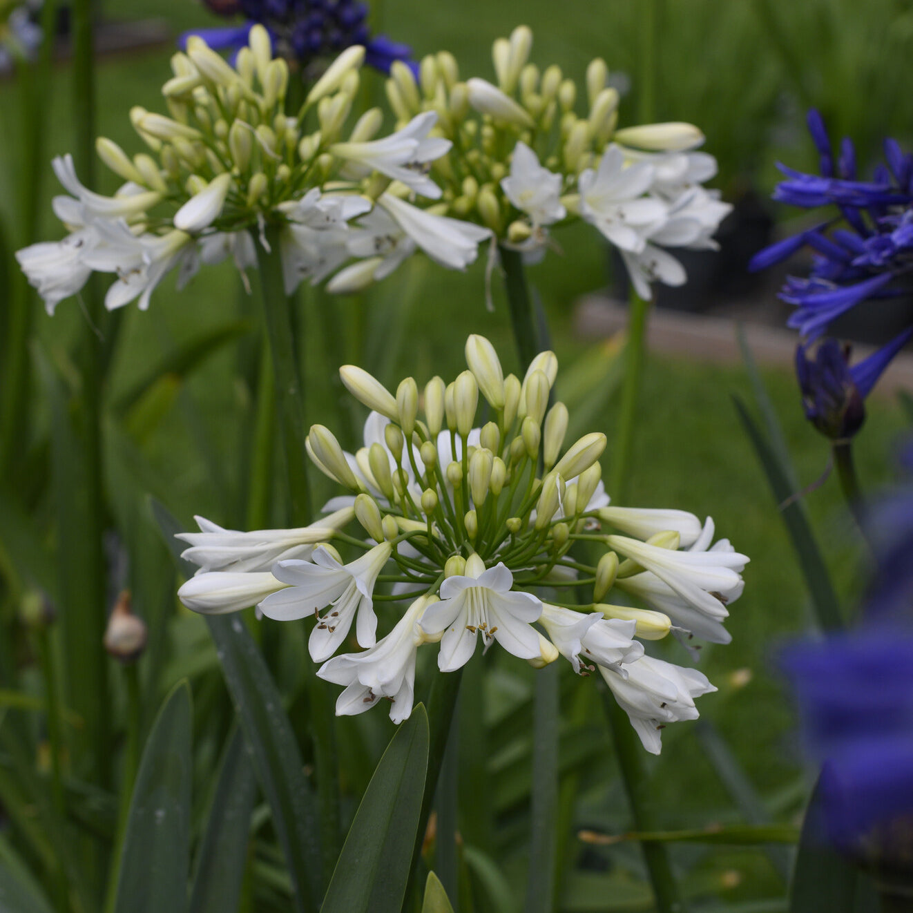 Schmucklilie ‘Arctic Star’ - Bakker