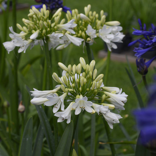 Schmucklilie ‘Arctic Star’ - Bakker
