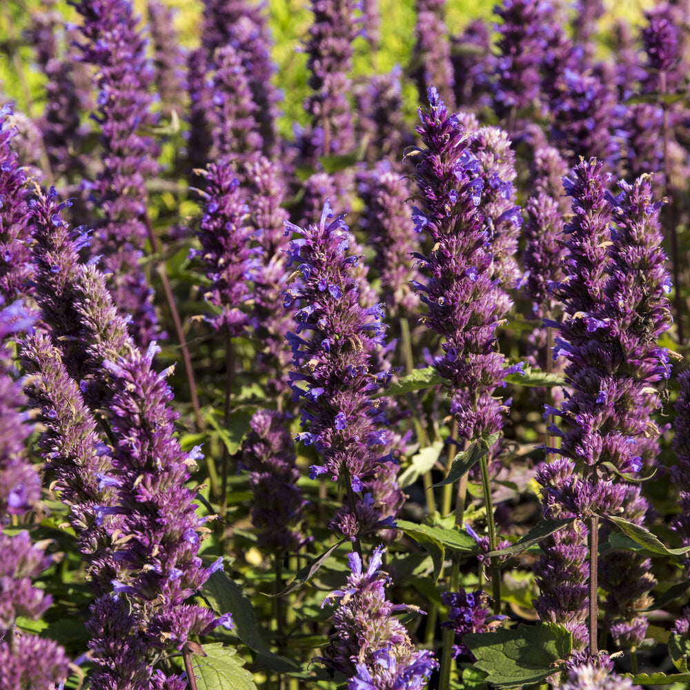 Agastache Blue Boa - Agastache Blue Boa - Bakker