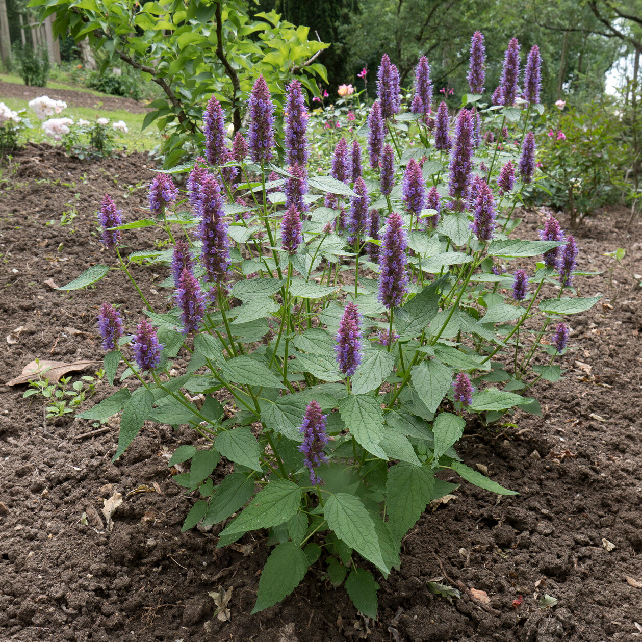 Duftnessel Beelicious Purple - Agastache Agapd Beelicious® Purple - Bakker
