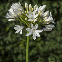 Agapanthus Enigma - Agapanthus Enigma - Bakker