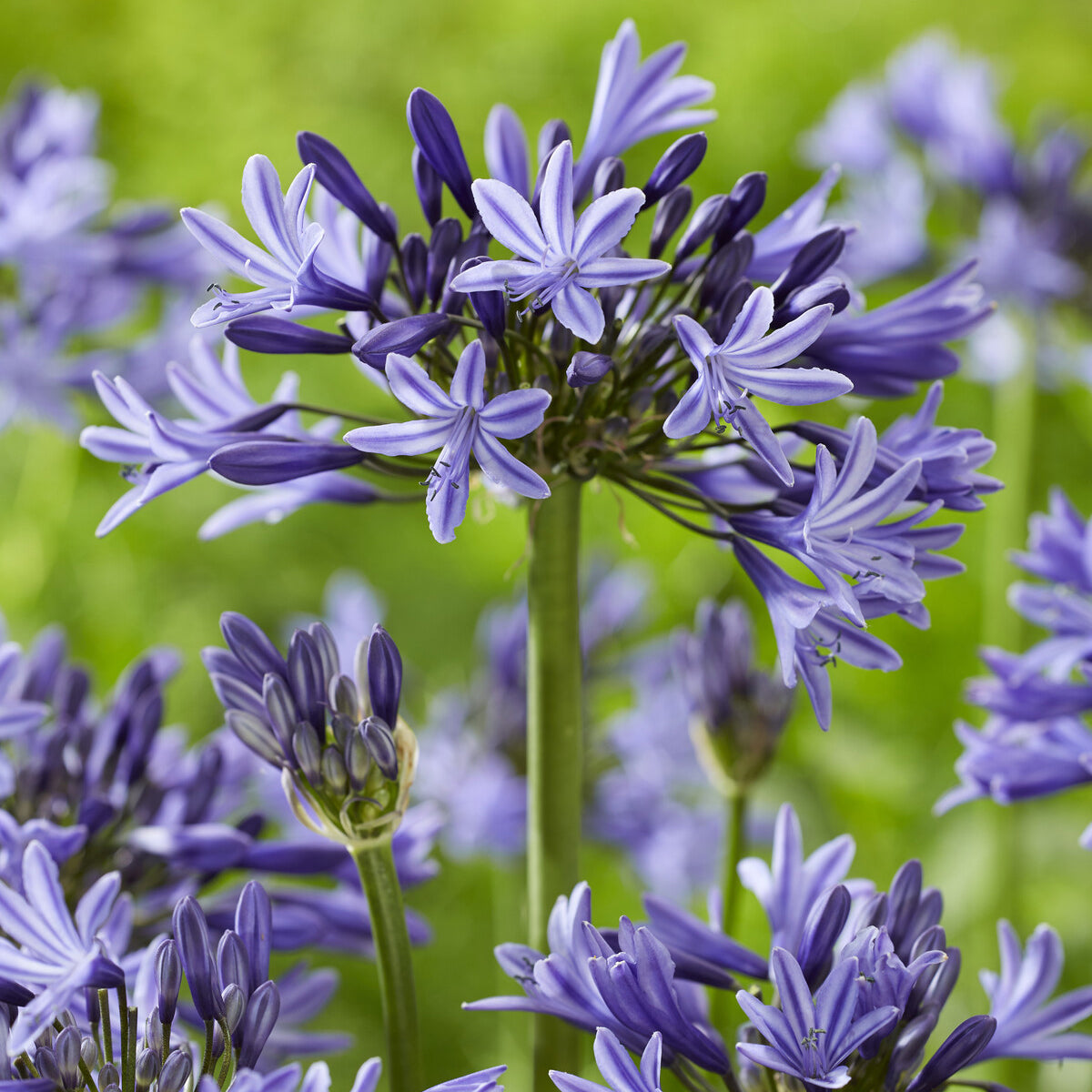 Agapanthus Navy Blue - Agapanthus Navy Blue - Bakker
