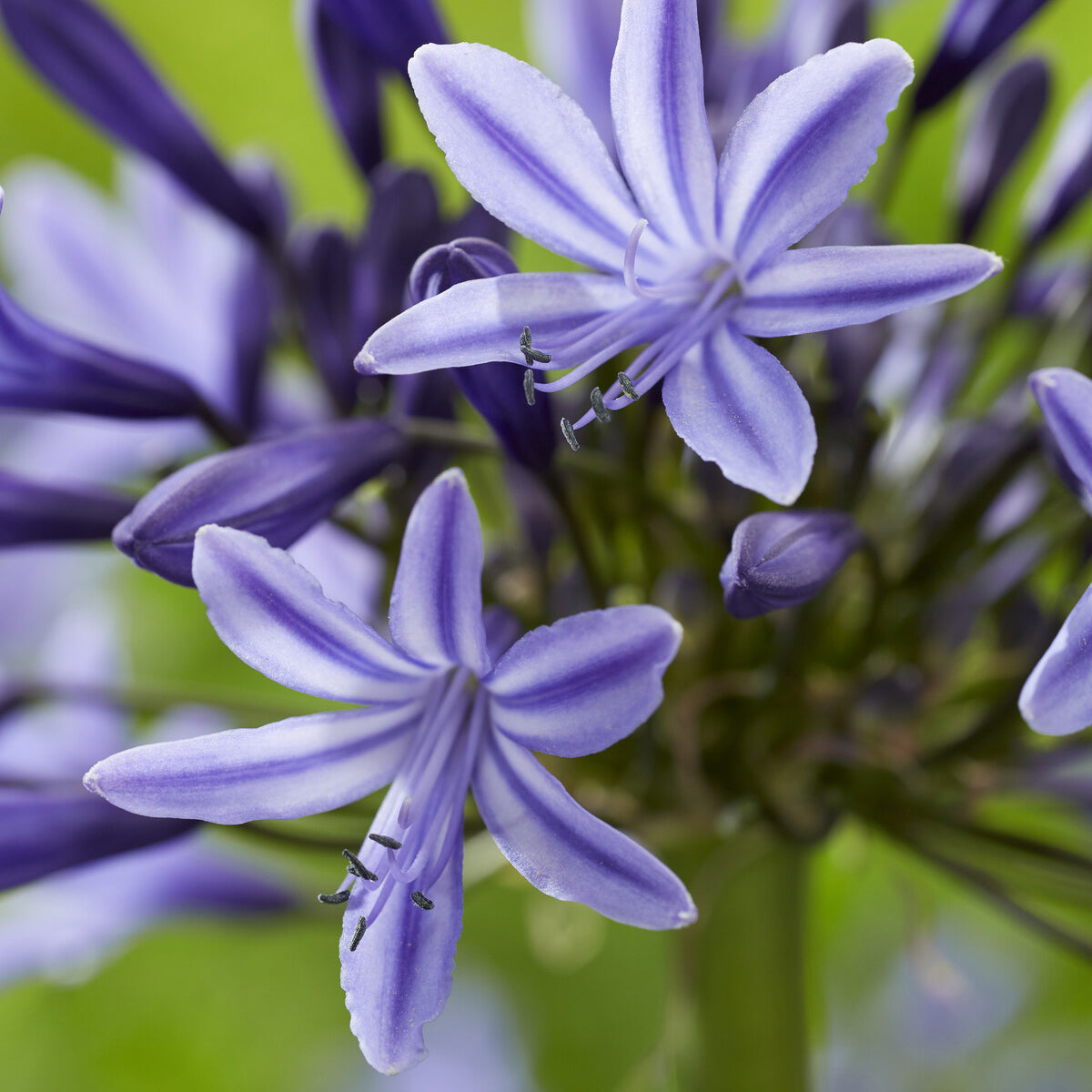 Agapanthus Navy Blue - Agapanthus Navy Blue - Agapanthus