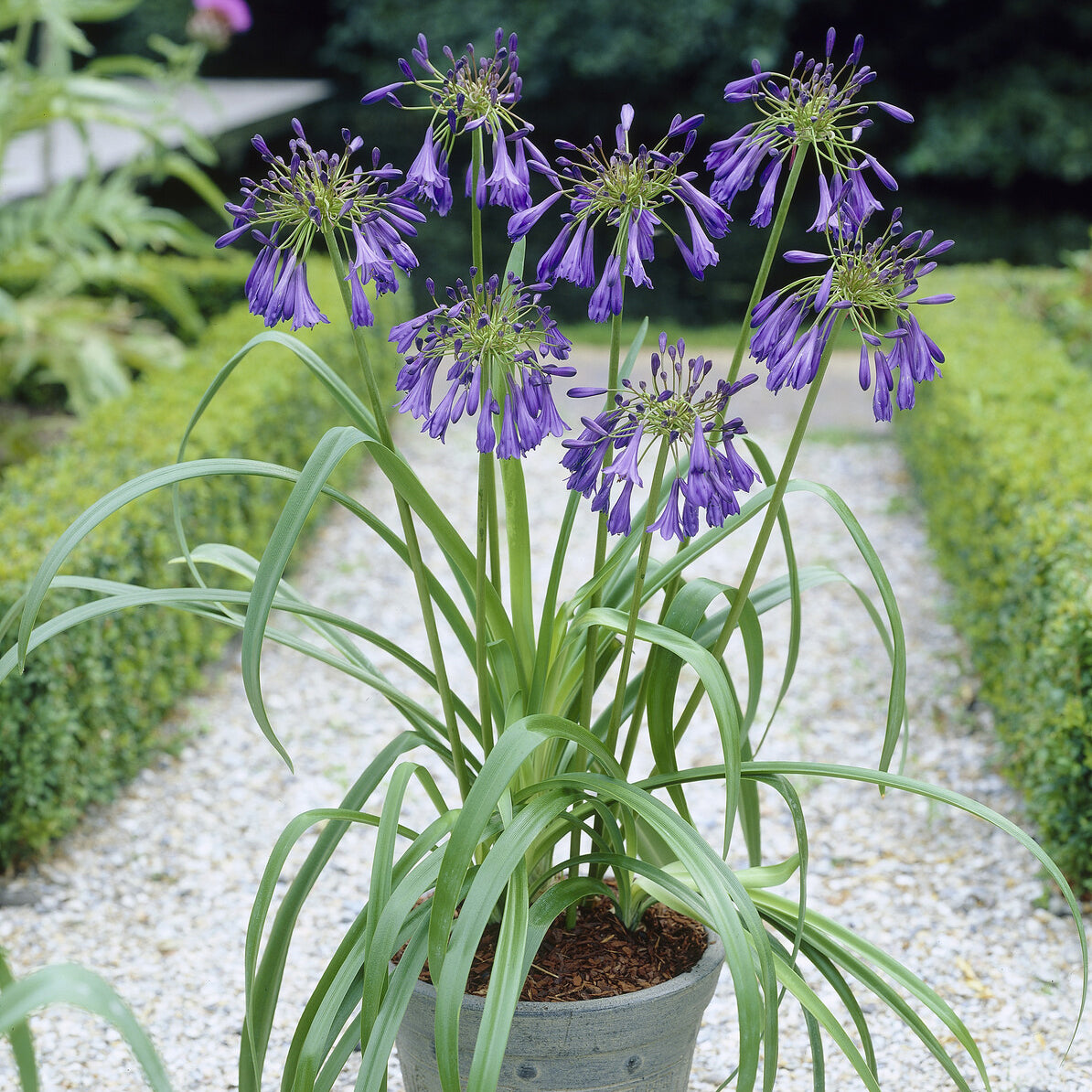 Agapanthus Purple Cloud / Afrikanische Lilie - Bakker