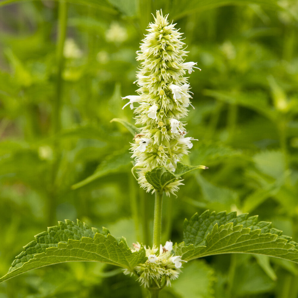 Duftnessel 'Alabaster' - Agastache rugosa Alabaster - Bakker