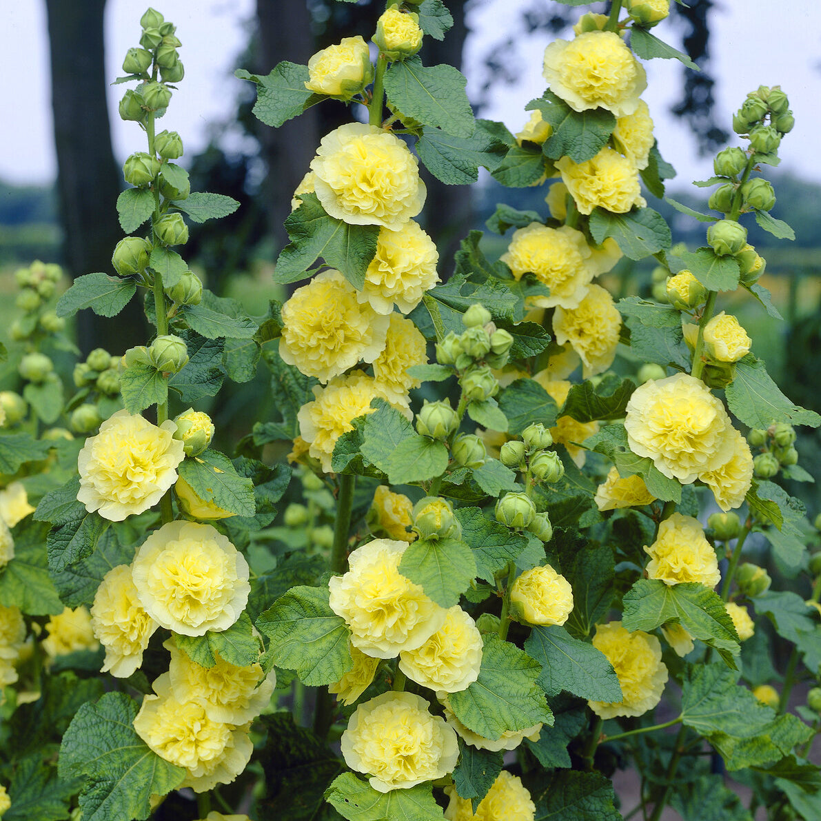 Stockrose gefüllt gelb - Bakker