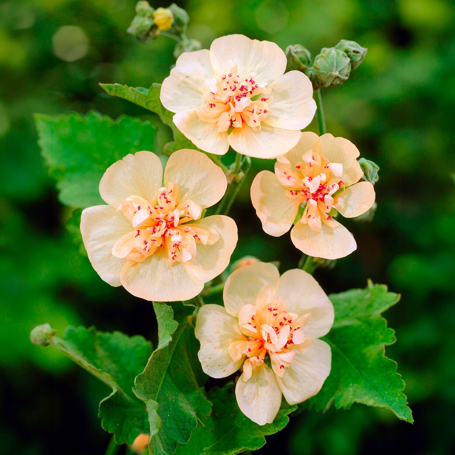 Alcalthaea suffrutescens Parkallee - Halbstrauchige Stockrose Parkallee - Blühende Stauden