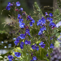 Ochsenzunge ‘Loddon Royalist’ - Anchusa azurea Loddon Royalist - Bakker
