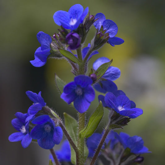 Ochsenzunge ‘Loddon Royalist’ - Bakker